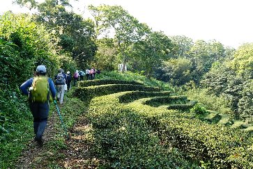 【深坑分館】深坑走讀-茶香里山|2026新北閱讀節系列活動