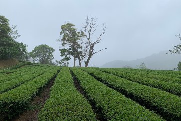 【坪林分館】《書香茶事》茶文化體驗活動